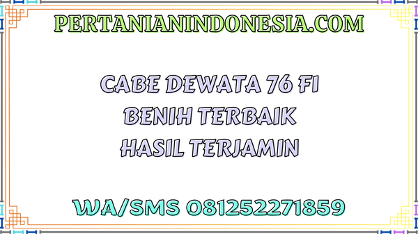 Cabe Dewata 76 F1 Benih Terbaik Hasil Terjamin